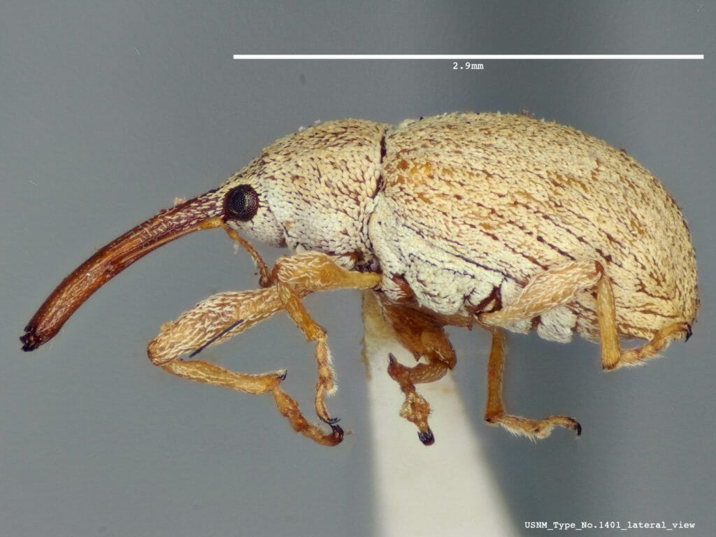 Brown bugs - Weevils