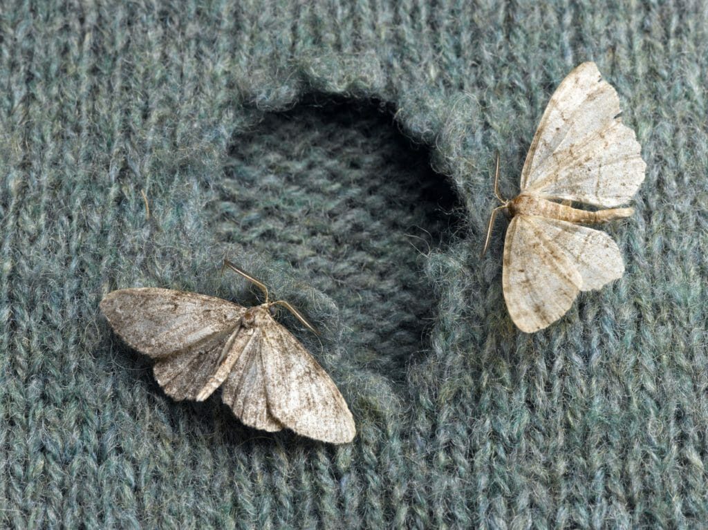 Bugs - moths are making tiny holes in clothes